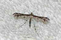 Oxyptilus