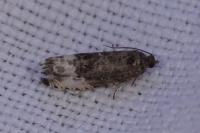 Hedya nubiferana