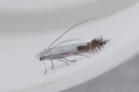 Lyonetia clerkella