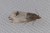 Notocelia