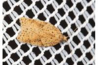 Acleris ferrugana