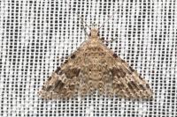 Alucita hexadactyla