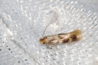 Bucculatrix ulmella
