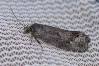 Zeiraphera griseana