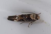 Mompha lacteella