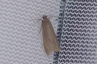 Acompsia cinerella