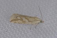 Thiodia citrana