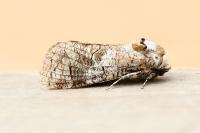 Cossus cossus