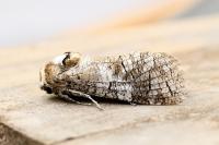 Cossus cossus