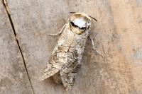 Cossus cossus