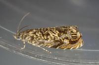 Enarmonia formosana