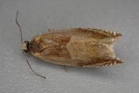 Ancylis mitterbacheriana