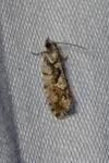 Zeiraphera isertana