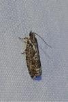 Zeiraphera isertana