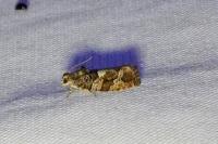 Eudemis profundana