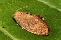 Heterogenea asella