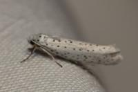 Yponomeuta evonymella