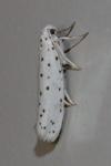 Yponomeuta