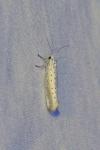 Yponomeuta rorrella