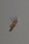 Cameraria ohridella