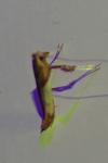 Caloptilia