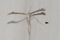 Emmelina monodactyla