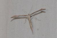 Emmelina monodactyla