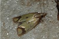 Agapeta zoegana