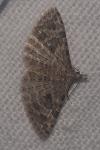 Alucita hexadactyla
