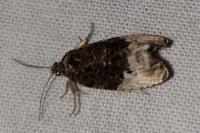Hedya nubiferana