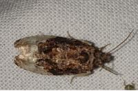 Hedya nubiferana