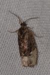 Hedya nubiferana