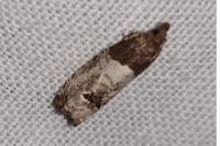Notocelia roborana
