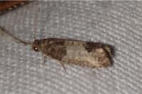 Spilonota ocellana