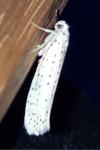 Yponomeuta evonymella