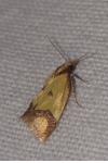 Agapeta zoegana