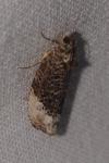 Hedya nubiferana