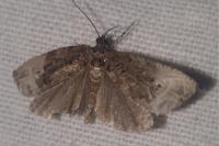 Hedya nubiferana