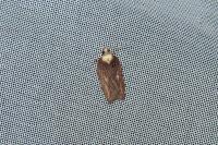 Acleris hastiana