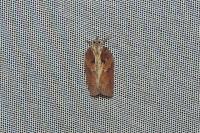 Acleris hastiana