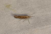 Plutella xylostella
