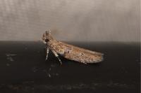 Rosetea rosetella