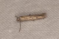Epidola nuraghella