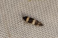 Gisilia stereodoxa