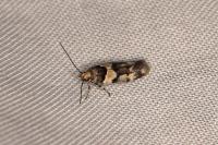 Alloclita recisella