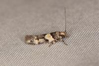 Alloclita recisella