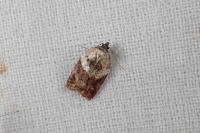 Acleris variegana