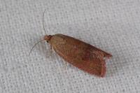 Celypha rosaceana/rufana