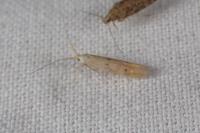 Coleophora salicorniae