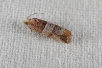 Lobesia indusiana/limoniana